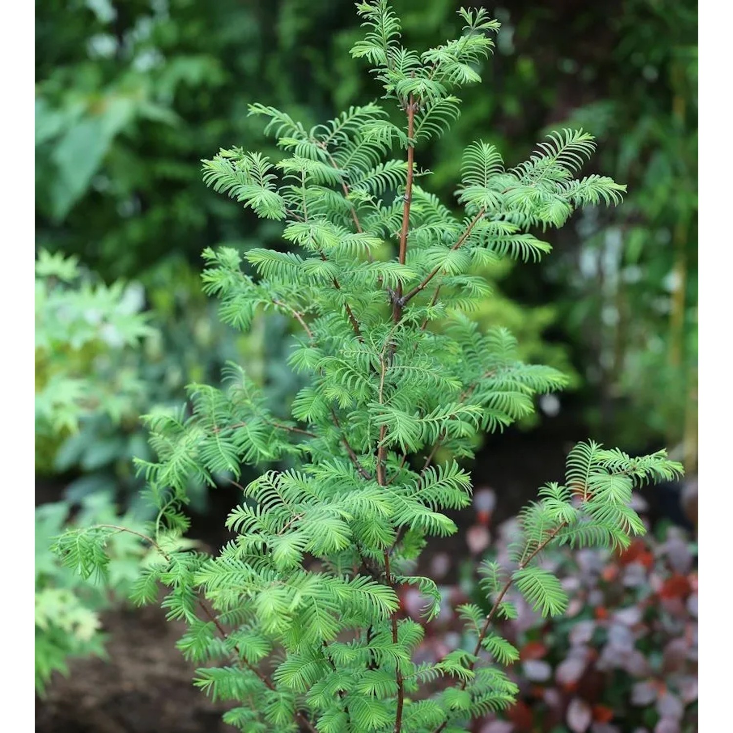 Urweltmammutbaum Chinesisches Rotholz 100-125cm - Metasequoia glyptostroboi günstig online kaufen