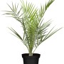 Kanarische Dattelpalme im Topf, ca. 25 cm hoch, von GROW by OBI. Kübelpflanze für Balkon und Terrasse.
