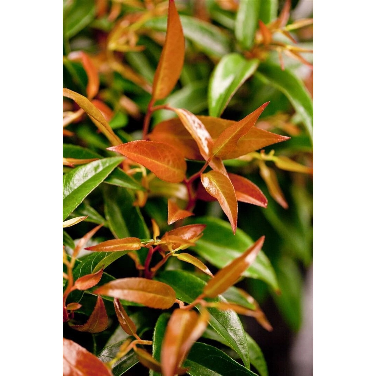 Leucothoe Keiskei Royal Ruby Traubenheide Rot 20–30 cm günstig online kaufen
