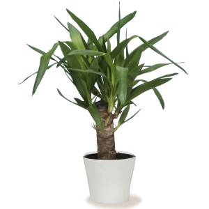 Scheurich Übertopf 808 Panna, Ø 15cm, mit Yucca-Palme im weißen Keramiktopf.