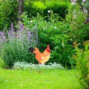 Gartenfigur Hahn aus Polyresin, braun, rot und gelb, wetterfest, im Garten zwischen Blumen.