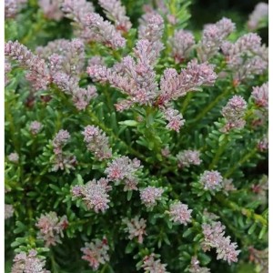 Rottriebige Australische Stein Eibe, Podocarpus lawrencei, Nahaufnahme der rot-violetten Triebspitzen und grünen Nadeln.