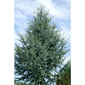 Blaugrüne Atlas-Zeder (Cedrus Atlantica Glauca), 100–125 cm, im Garten.