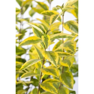 Goldgelber Liguster 'Aureum' (60-80 cm) als Heckenpflanze mit grün-gelben Blättern.