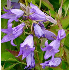 Nahaufnahme der blauen Waldglockenblume (Campanula latifolia) mit grünen Blättern.