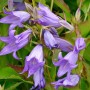 Nahaufnahme der blauen Waldglockenblume (Campanula latifolia) mit grünen Blättern.