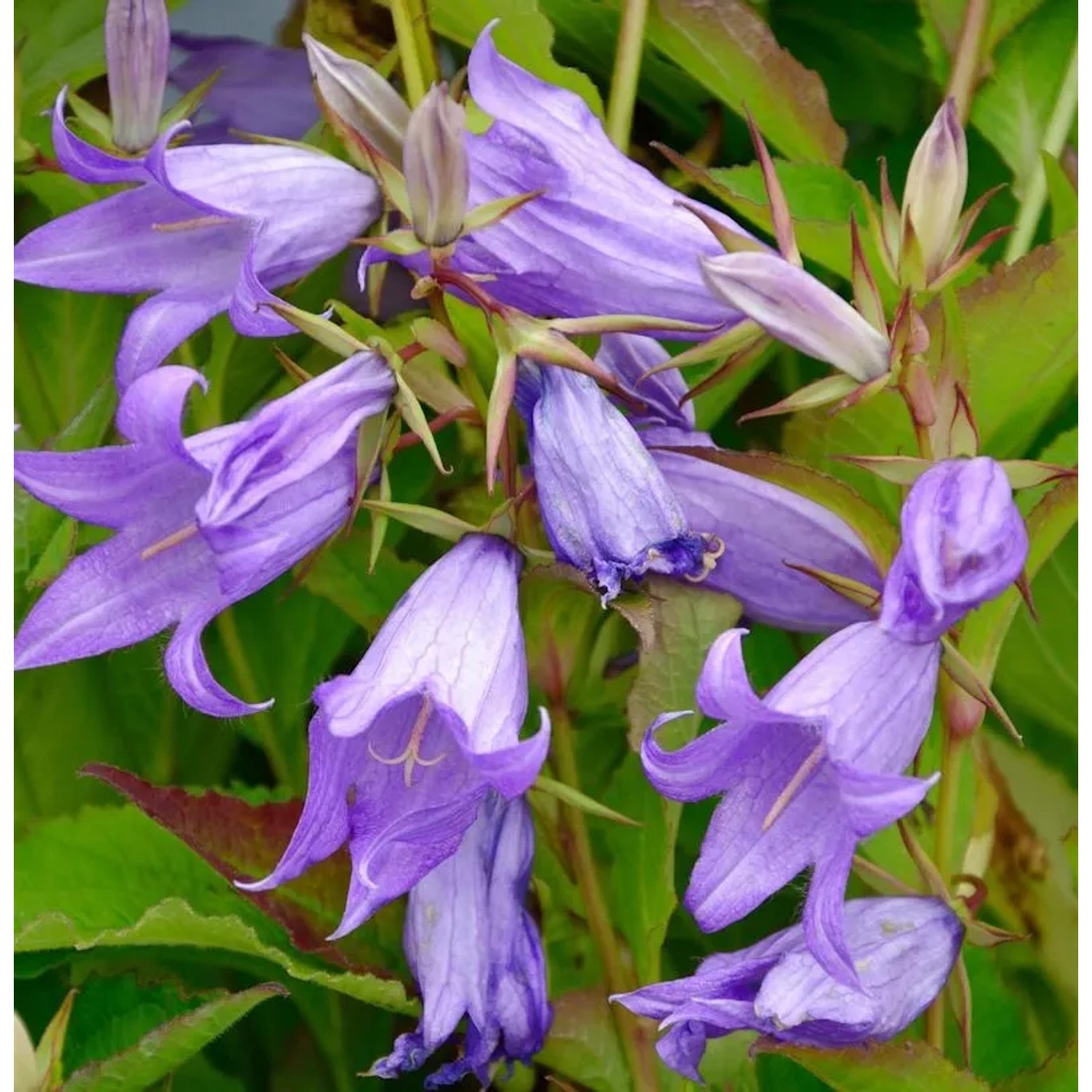 Waldglockenblume - Campanula,atifolia