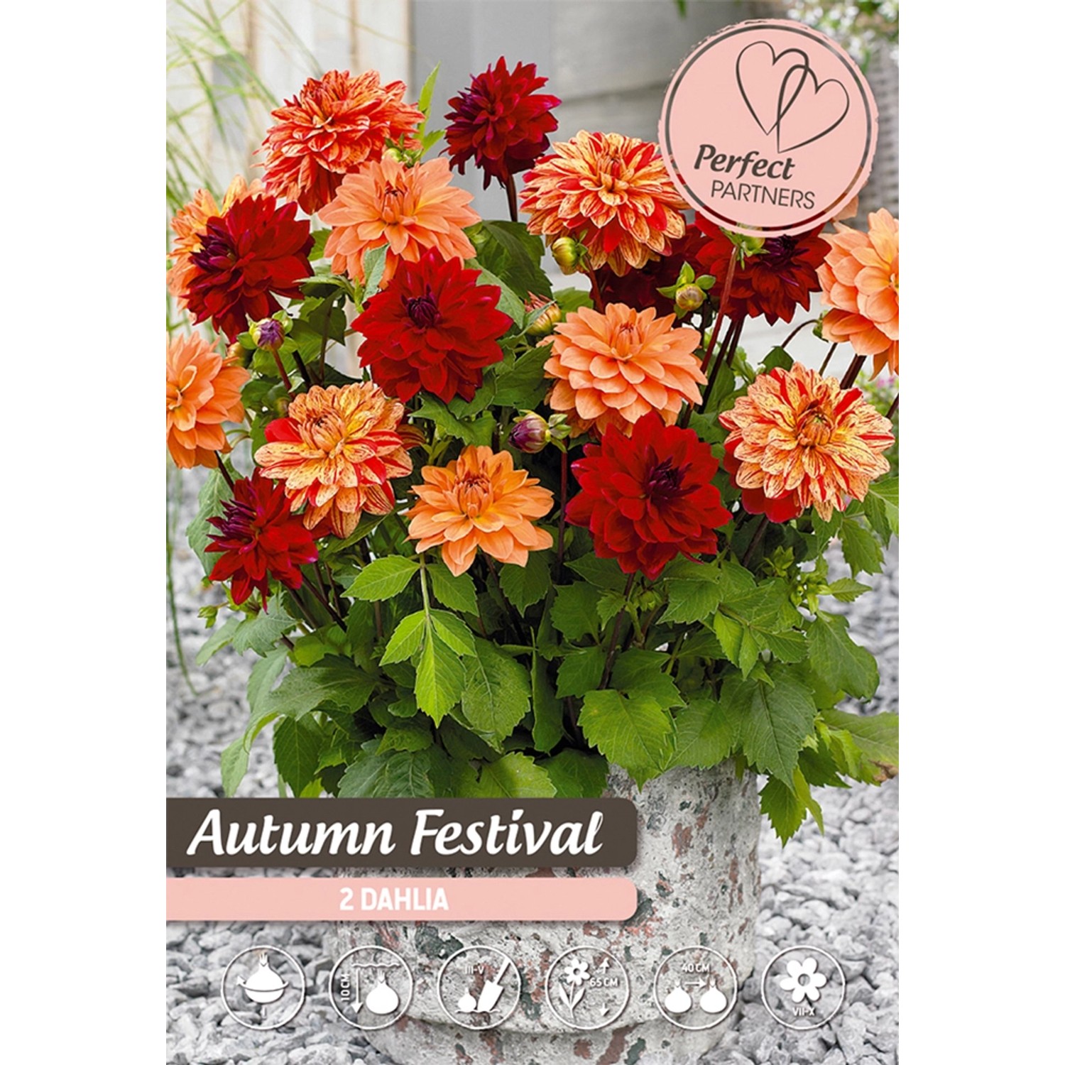 Dahlien "Autumn Festival" Mischung kaufen bei OBI