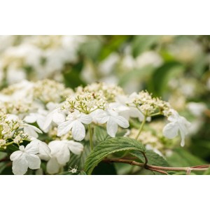 Japanischer Schneeball 'Kilimandjaro' (Viburnum plicatum) mit weißen Blüten.