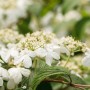 Japanischer Schneeball 'Kilimandjaro' (Viburnum plicatum) mit weißen Blüten.