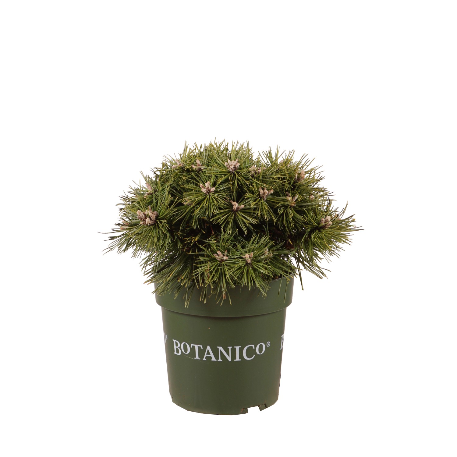 Zwergkiefer Benjamin Höhe ca. 20-25 cm Topf ca. 3,7 l Pinus mugo günstig online kaufen