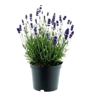 Lavendel Munstead Violett im Topf: Violette Blüten und grüne Blätter in einem schwarzen Topf.