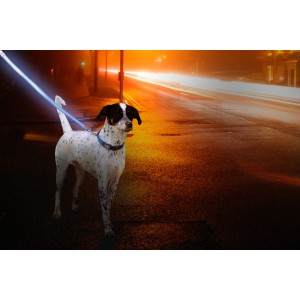 Hund mit blauem Dobar LED Halsband für mehr Sicherheit im Dunkeln.