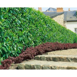 Immergrüne Hecke aus Kirschlorbeer 'Caucasica' (150-175 cm) als Sichtschutz im Garten.