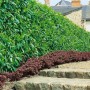 Immergrüne Hecke aus Kirschlorbeer 'Caucasica' (150-175 cm) als Sichtschutz im Garten.