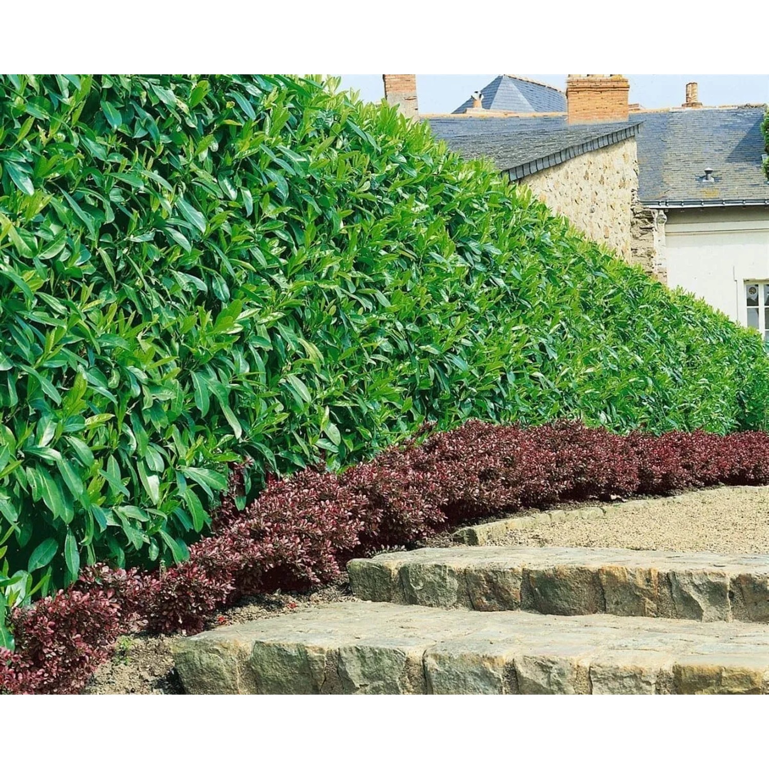 Immergrüne Hecke aus Kirschlorbeer 'Caucasica' (150-175 cm) als Sichtschutz im Garten.
