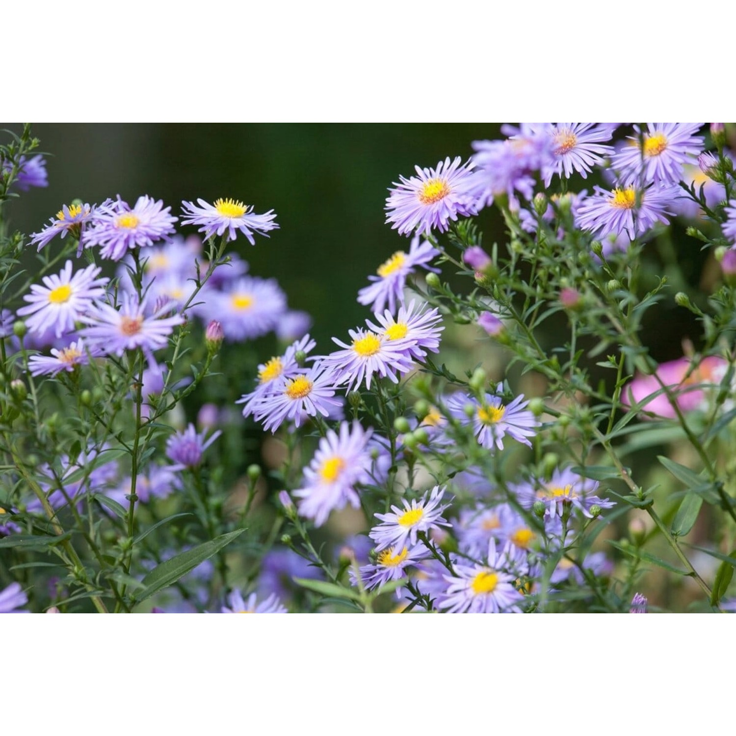 Aster Novae-angliae Raublattaster Treasure Ca 11x11 cm Topf günstig online kaufen