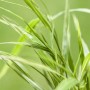 Nahaufnahme des gelb-grünen Japanischen Berggrases (Hakonechloa) im Topf.