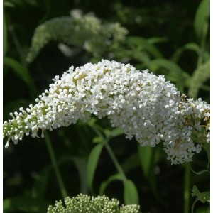 Nahaufnahme des weißen Schmetterlingsflieders 'Summer Bird White' im Garten.