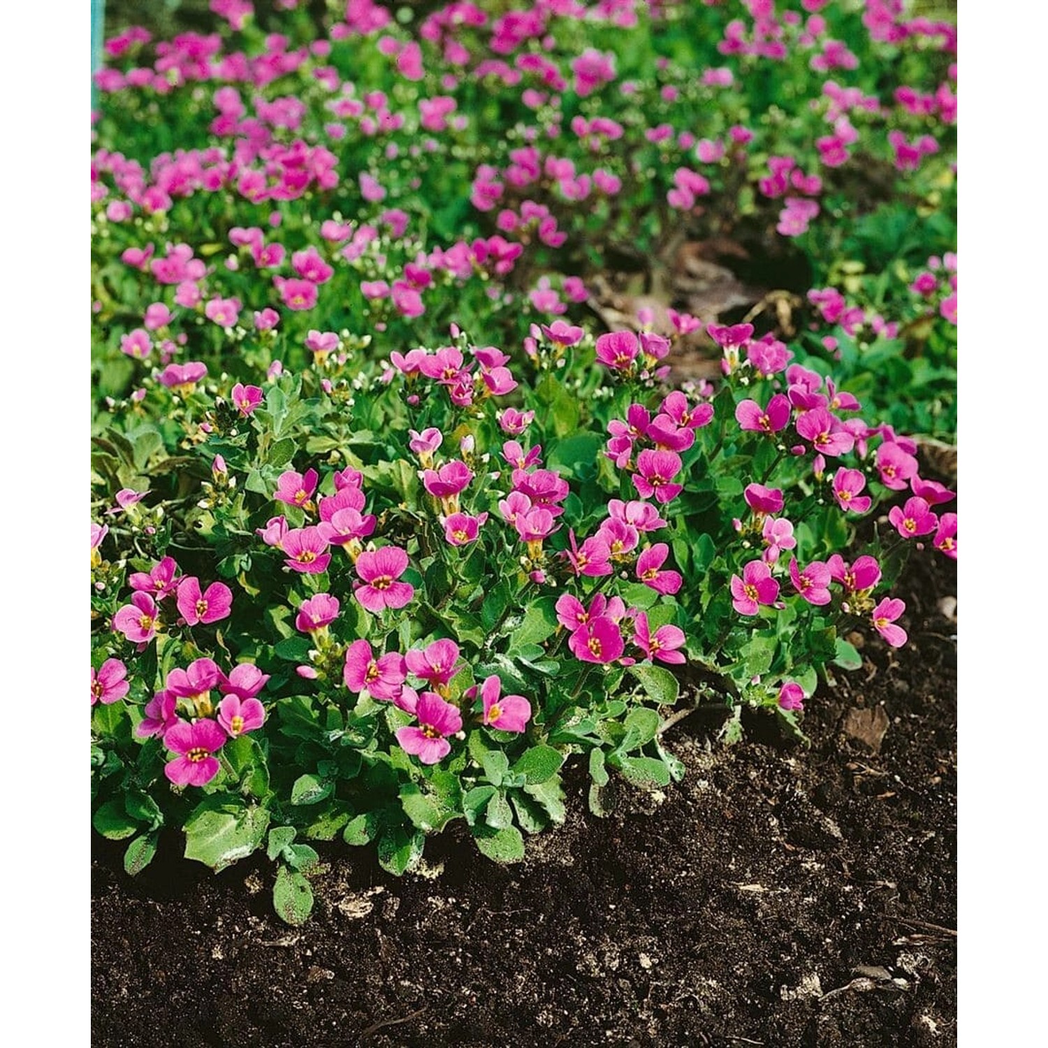 Arabis X Arendsii Hedi Gänsekresse Rosa Blüten Ca. 9x9 cm Topf günstig online kaufen