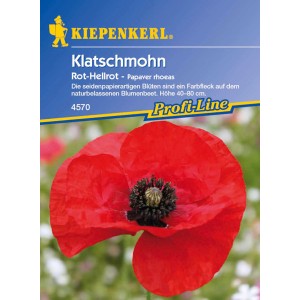 Kiepenkerl Klatschmohn, rote Mohnblume für Blumenbeet.