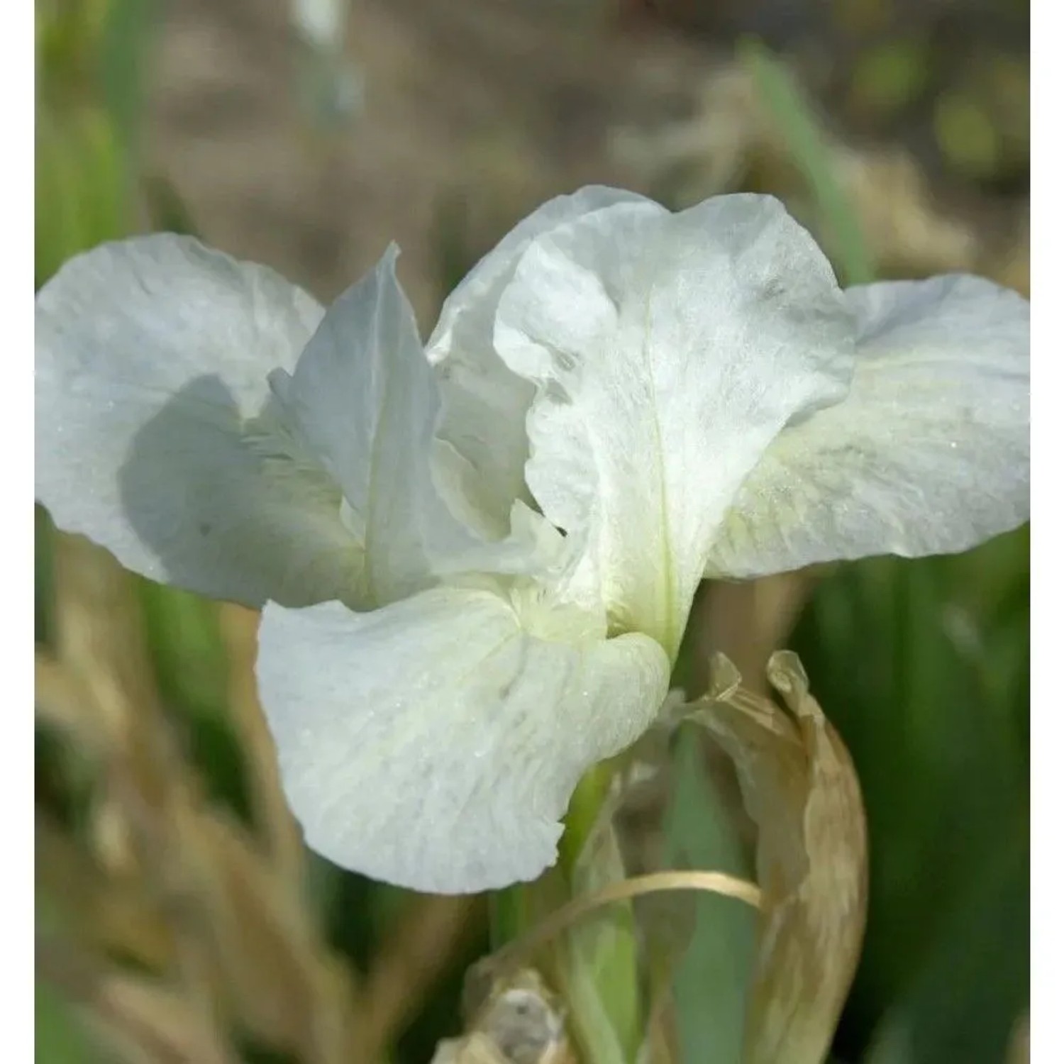 Zwergschwertlilie Chalk Marc - Iris barbata nana