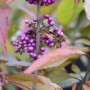 Nahaufnahme: Liebesperlenstrauch 'Profusion' mit violetten Beeren am Hochstamm.