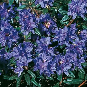 Nahaufnahme des Zwerg-Rhododendron Gletschernacht mit tiefblauen Blüten und grünen Blättern.
