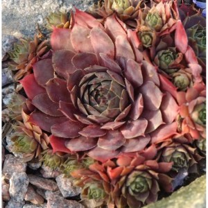 Hauswurz Atroviolaceum, Sempervivum tectorum, Nahaufnahme der rosettenartigen Blätter.