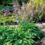 Funkie Hosta Undulata Albomarginata mit grün-weißen Blättern und lila Blüten im Garten.