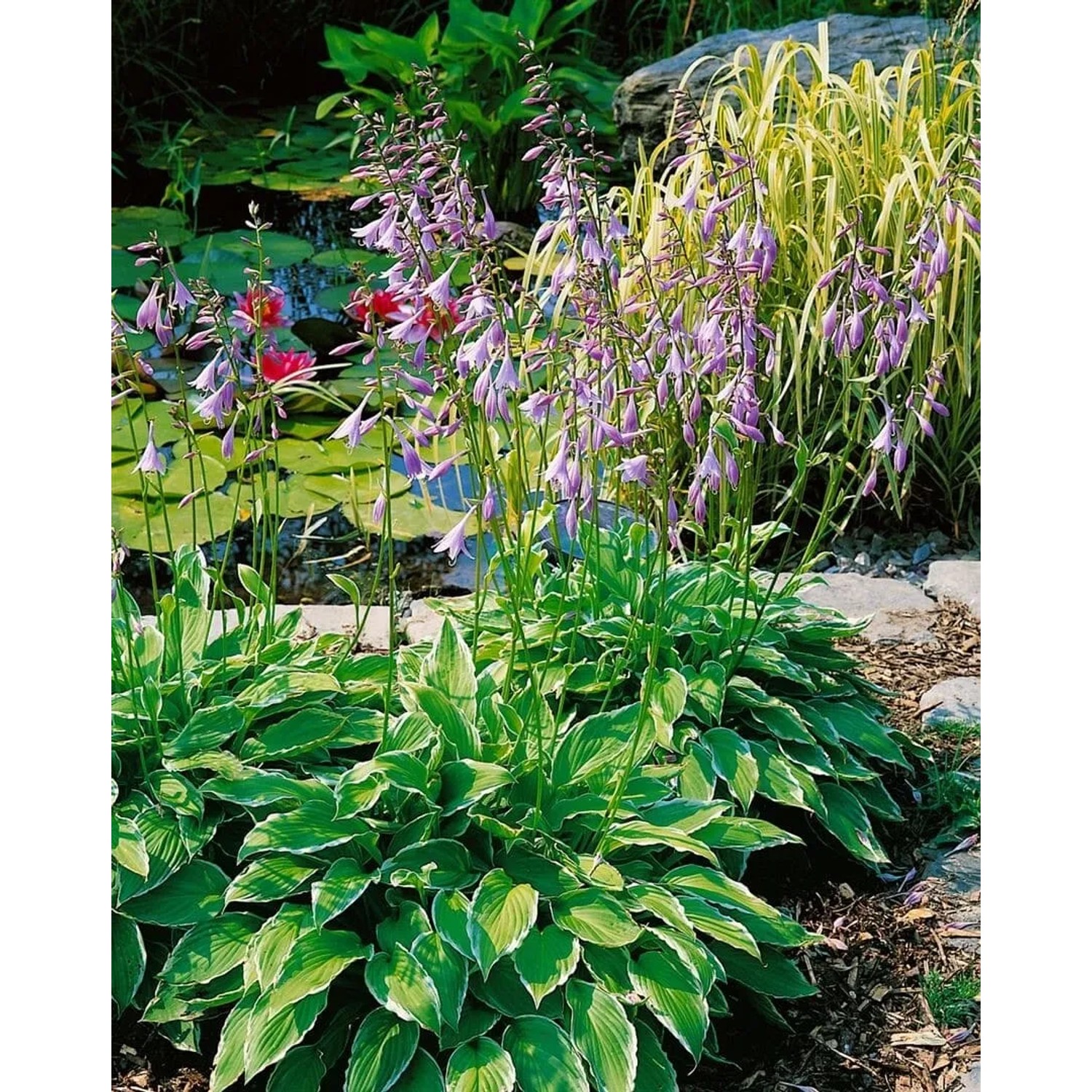 Funkie Hosta Undulata Albomarginata mit grün-weißen Blättern und lila Blüten im Garten.