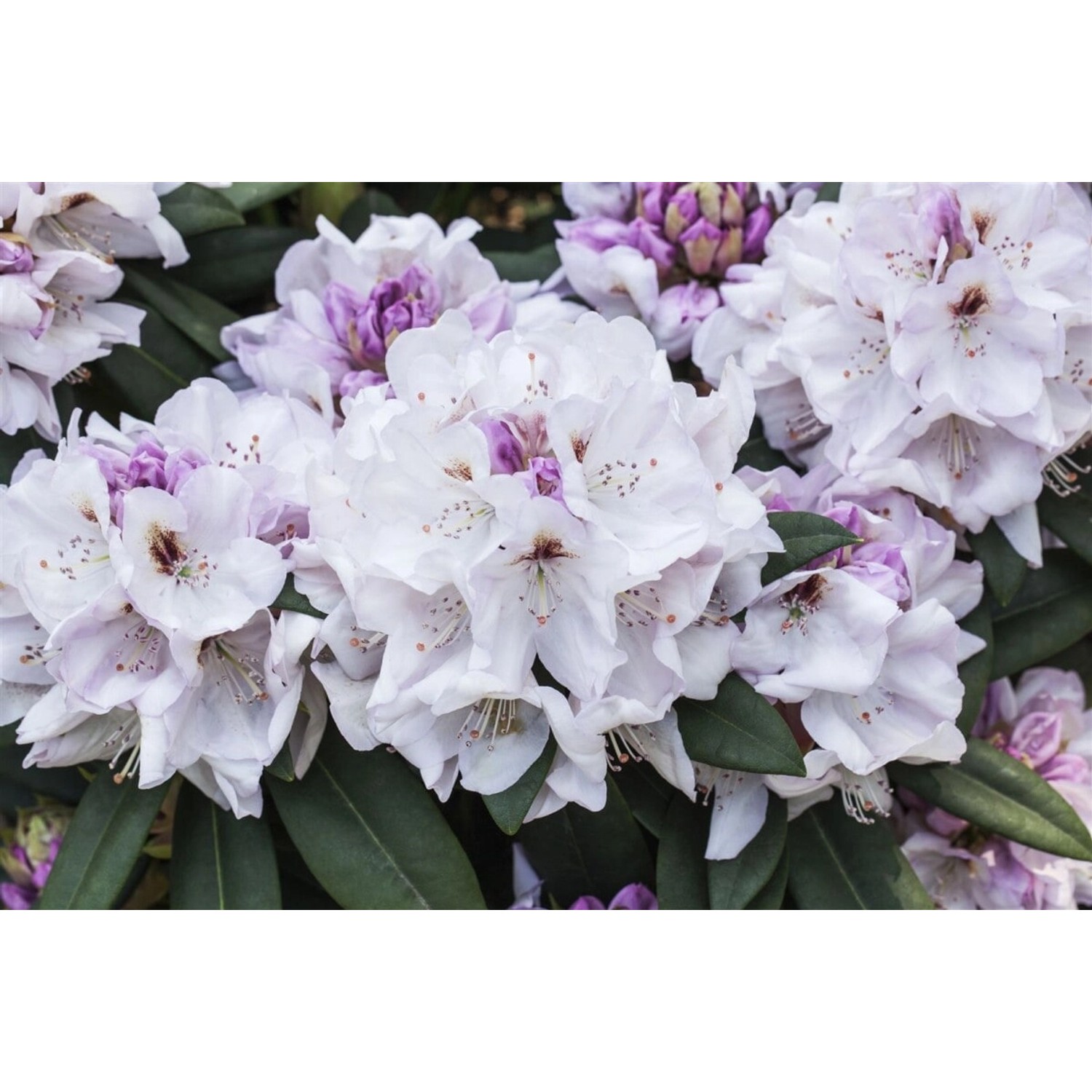 Rhododendron Hybr. Bismarck Rhododendron Rosa 30–40 cm günstig online kaufen