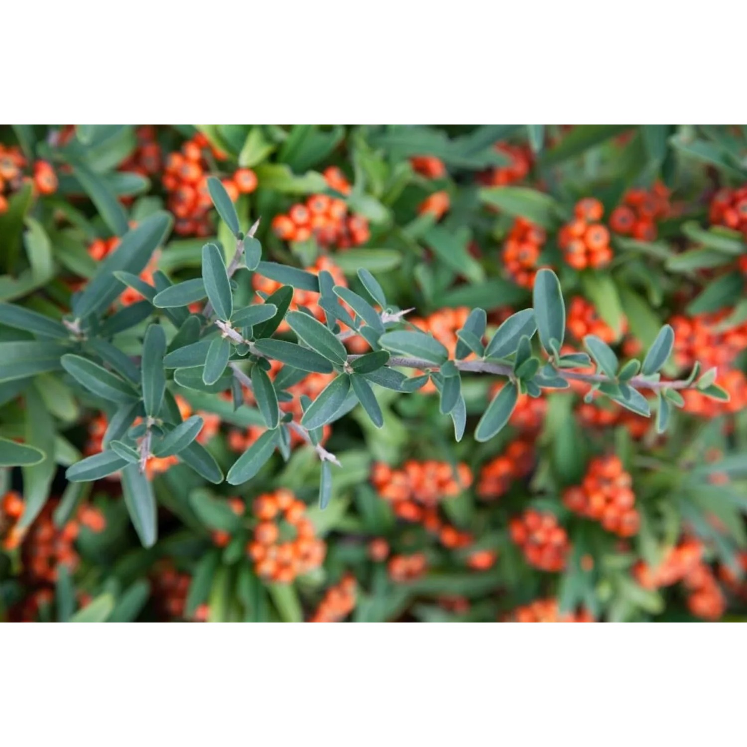 Feuerdorn 'Teton' Heckenpflanze mit orangefarbenen Beeren und grünen Blättern.