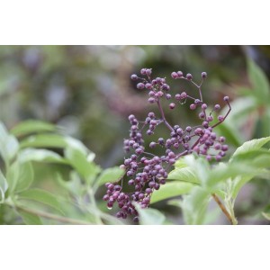 Nahaufnahme: Schwarzer Holunder (Sambucus Nigra) mit dunklen Beeren und grünen Blättern.
