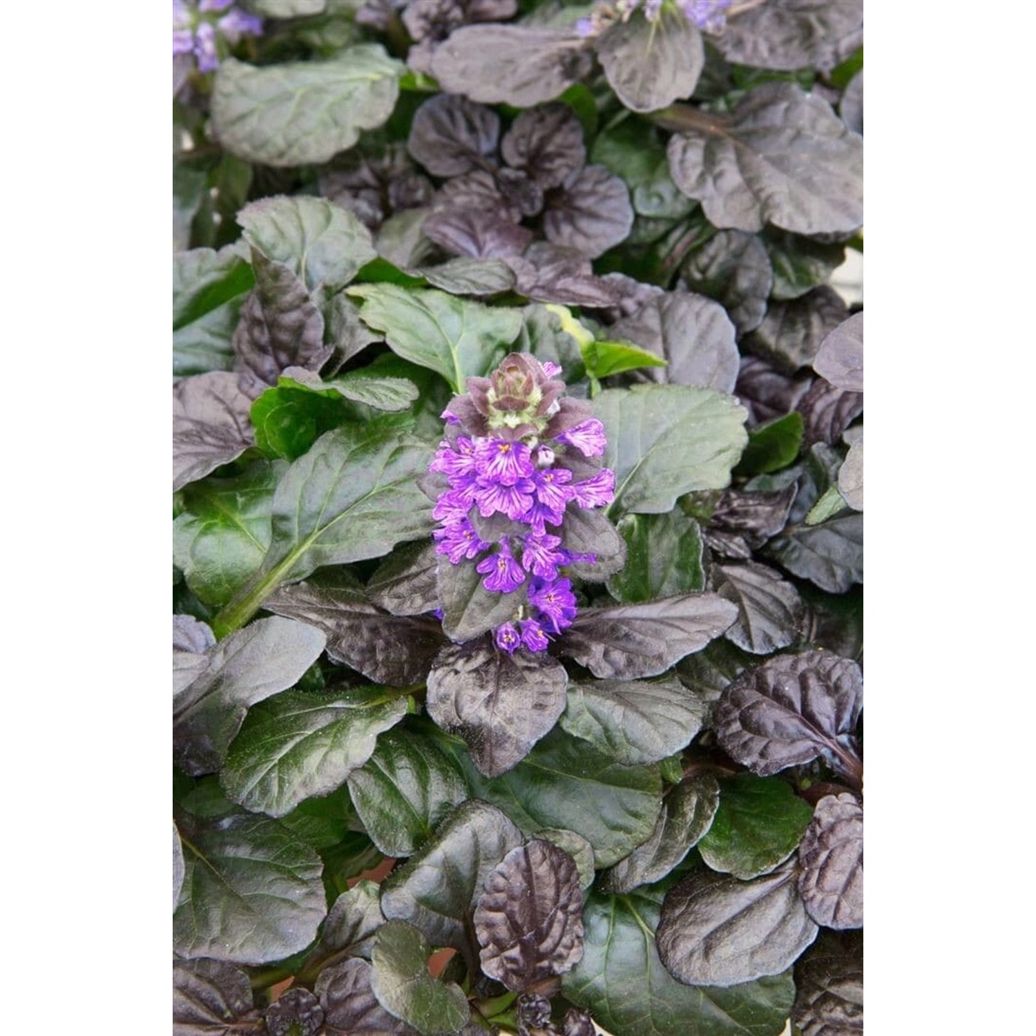 Ajuga Reptans Catlin's Gigant Günsel Ca. 9x9 cm Topf günstig online kaufen