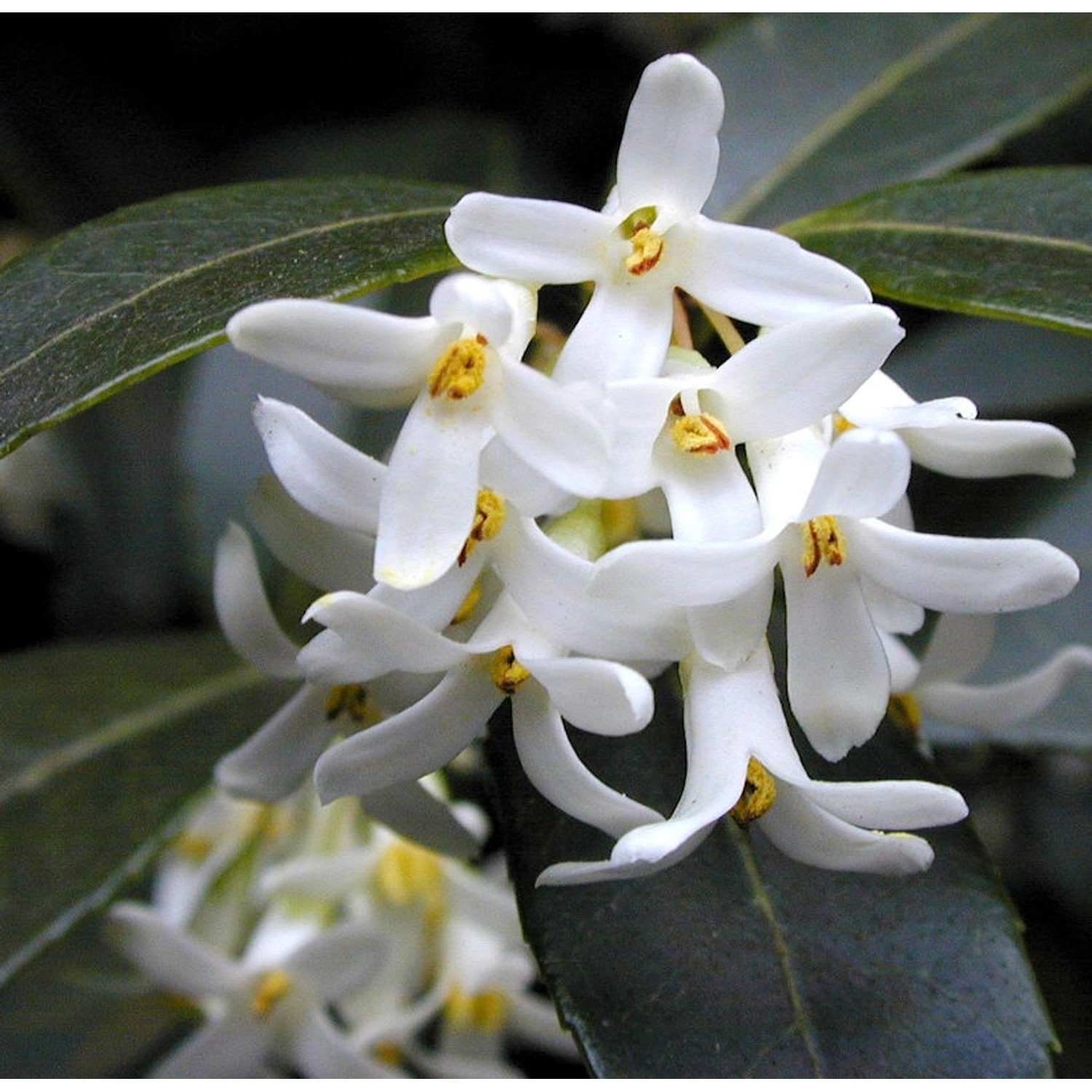 Frühlingsduftblüte 30-40cm - Osmanthus burkwoodii günstig online kaufen