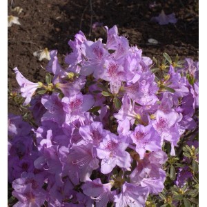 Japanische Azalee Ledikanense mit lila Blüten, Zwerg Alpenrose im Garten.