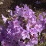Japanische Azalee Ledikanense mit lila Blüten, Zwerg Alpenrose im Garten.