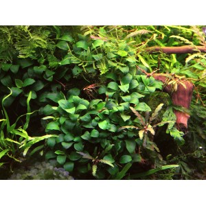 Dennerle Aquariumpflanze Anubias Bonsai, grüne Blätter im Aquarium.
