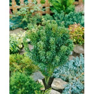 Kompakter, grüner Acer Palmatum Little Princess Japanischer Ahorn im Gartenbeet.