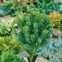 Kompakter, grüner Acer Palmatum Little Princess Japanischer Ahorn im Gartenbeet.
