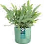 Elho Blumentopf Ocean Collection, Ø 22 cm, pazifikgrün, mit Pflanze.