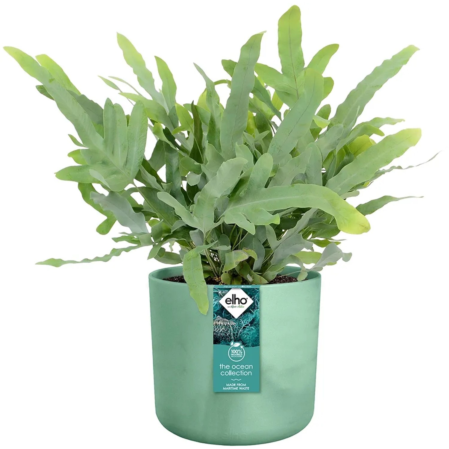 Elho Blumentopf Ocean Collection, Ø 22 cm, pazifikgrün, mit Pflanze.