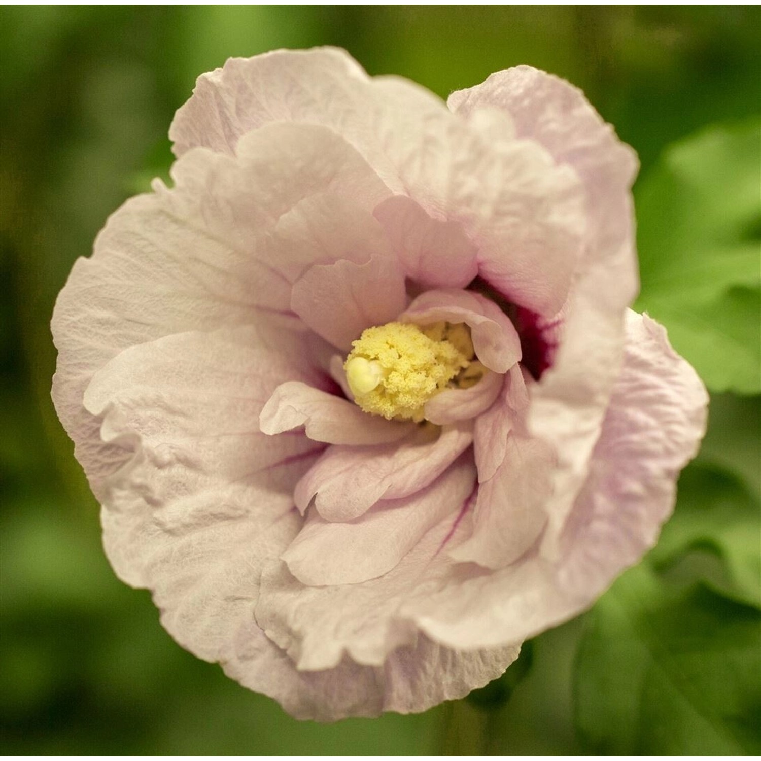 Hibiscus Syriacus Garten-Eibisch Pink Chiffon R 40-50 cm günstig online kaufen