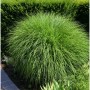 Grünes Chinaschilf 'Kleine Silberspinne' (Miscanthus sinensis) im Garten.