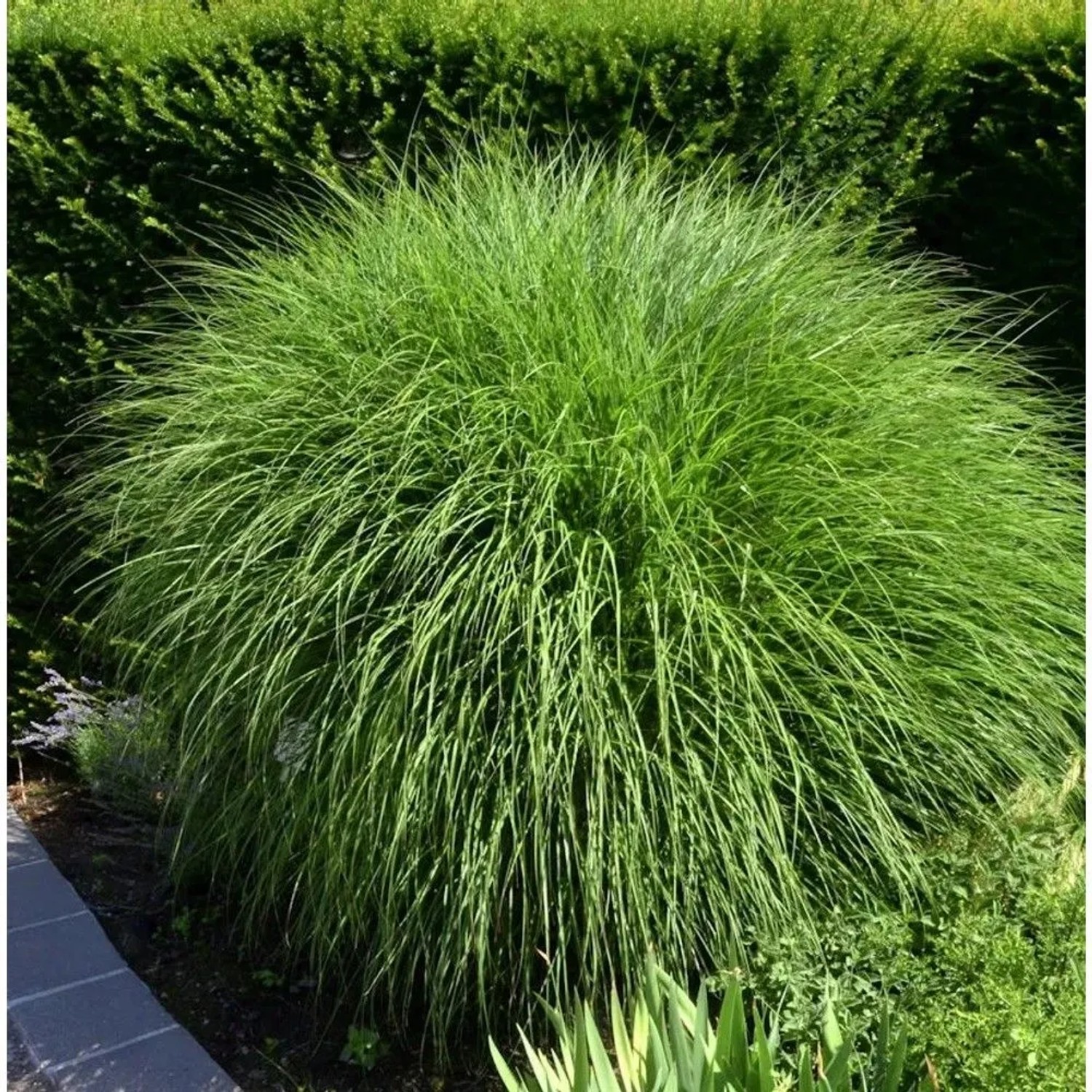 Grünes Chinaschilf 'Kleine Silberspinne' (Miscanthus sinensis) im Garten.
