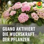 COMPO Düngestäbchen mit Guano für Balkon- und Kübelpflanzen für Wachstum und Blütenpracht.