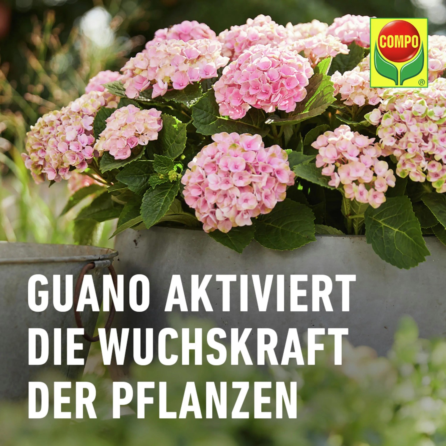 COMPO Düngestäbchen mit Guano für Balkon- und Kübelpflanzen für Wachstum und Blütenpracht.