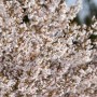 Detailaufnahme der zartrosa blühenden Zierkirsche Prunus Incisa Kojou-No-Mai, Stammhöhe 150 cm.