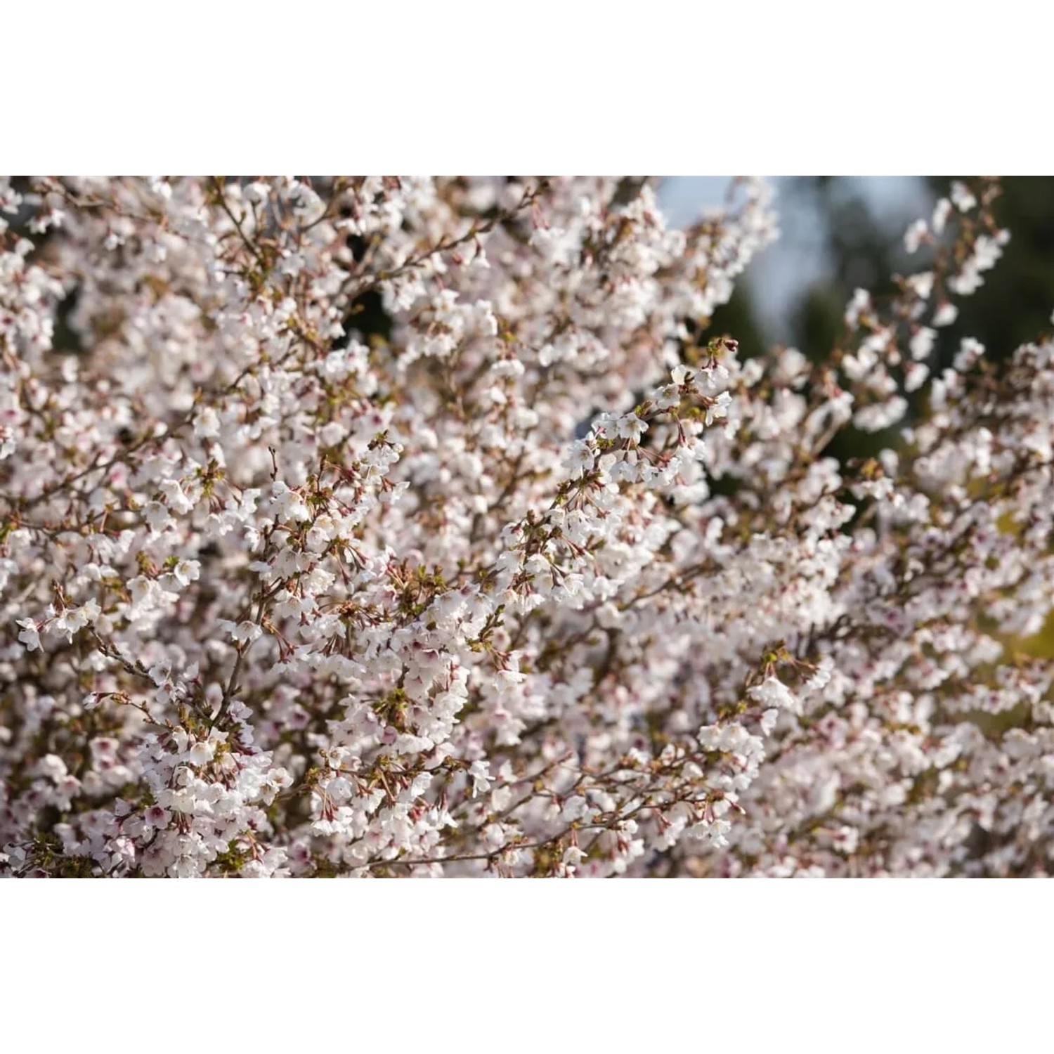 Detailaufnahme der zartrosa blühenden Zierkirsche Prunus Incisa Kojou-No-Mai, Stammhöhe 150 cm.